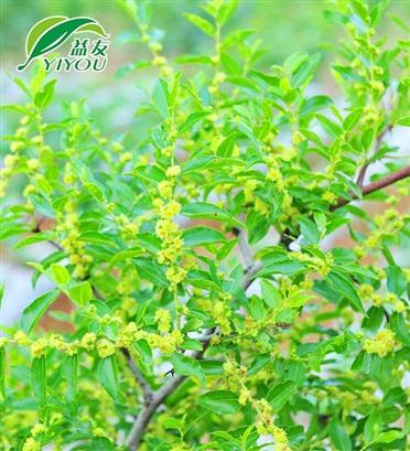 棗樹(shù)